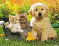 Dogs and Pets Breeders image